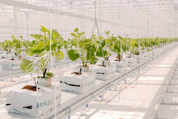 Windset Farms greenhouse