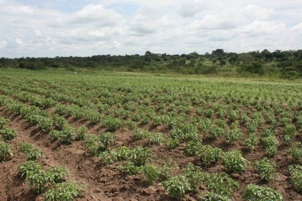 African produce field