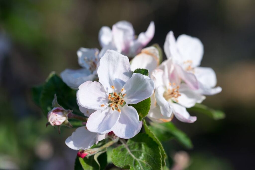 Spring rains threaten flowering and fruit quality in Chile
