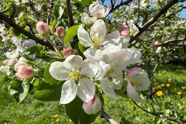 Apple blossoms might be harmed by rainfall
