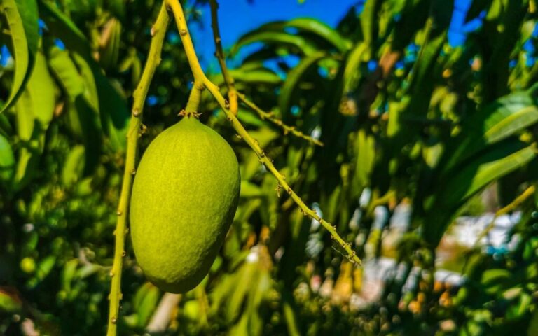 Mexican mango