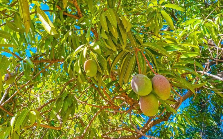 Mexican mango