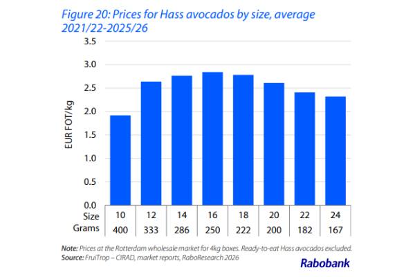 Avocado prices according to size in Europe