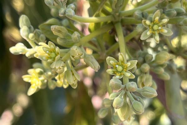 Avocado flowered tree