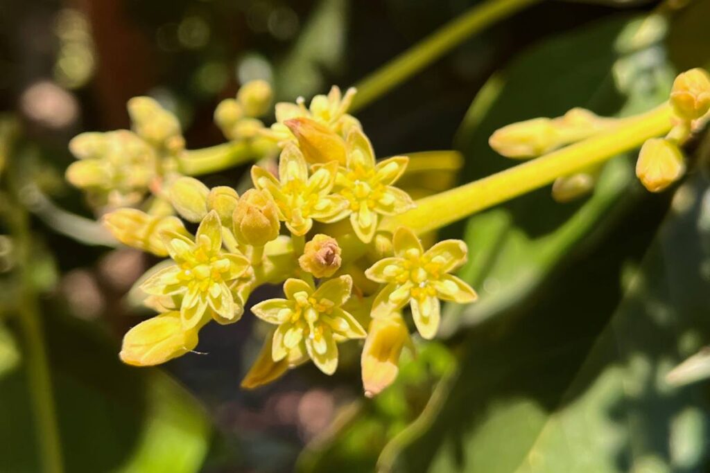 The one gene behind the millions-of-years-old mechanism ruling avocados’ sex-changing flowers