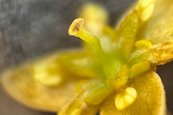 avcoado flower