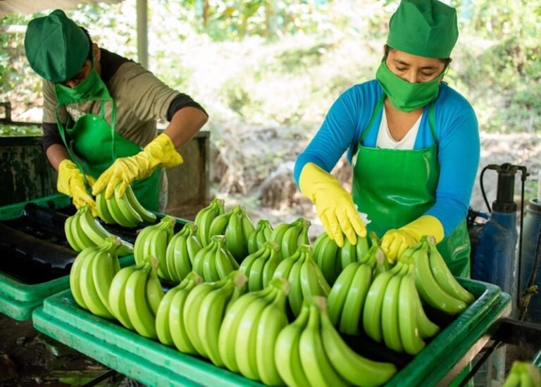 Organic Peruvian banana production
