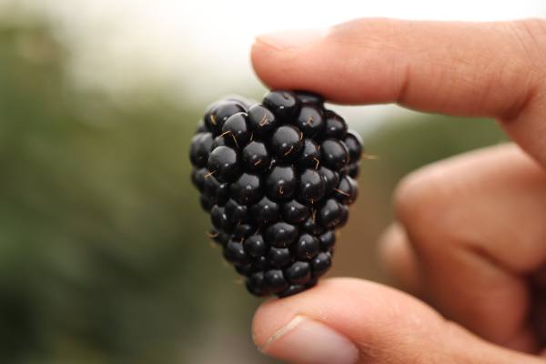 Planasa blackberry