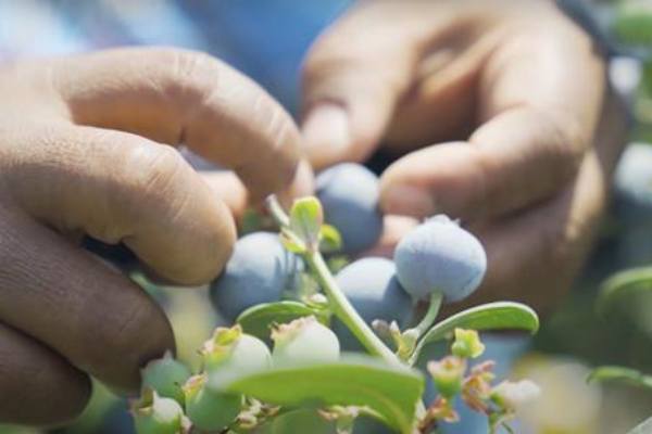 Blueberries from United Exports