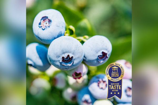 Blueberry planasa
