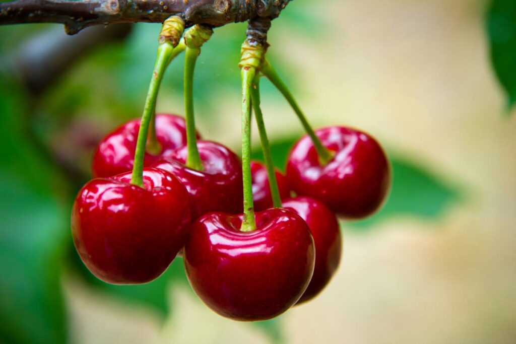 German cherry season finishes with volumes way above the industry’s 10-year average 
