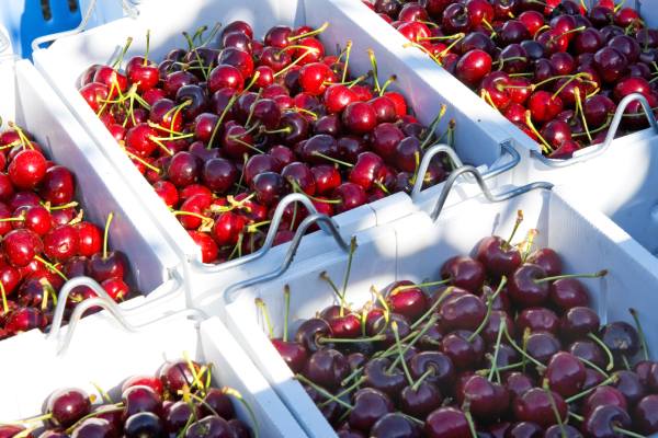 German cherries, potentially