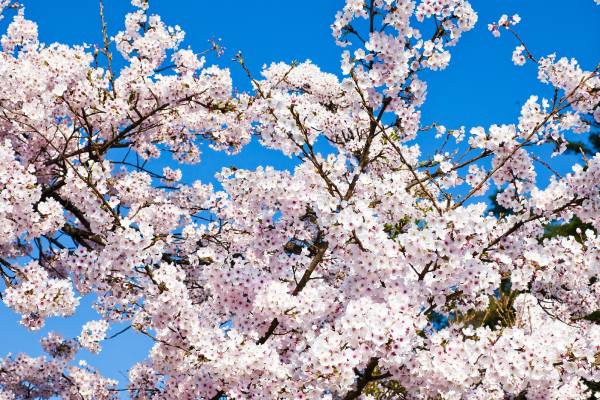 Cherry blossoms might be damaged by rain