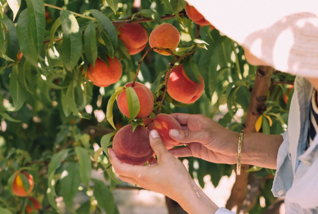 South African stone fruit turnover hits $308M as exports expand