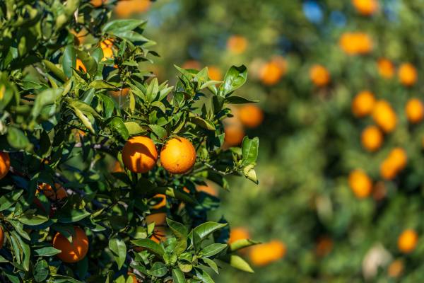 Potentially Australian citrus