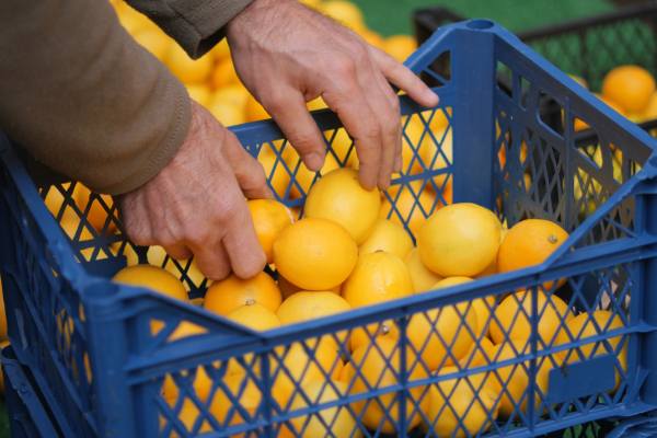 Potentially Australian citrus