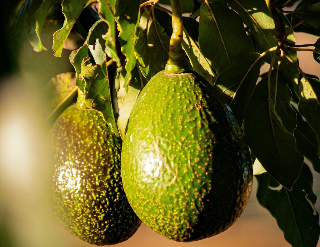 Breakfast and sliced applications drive avocado menu expansion amid shifting trends, HAB says