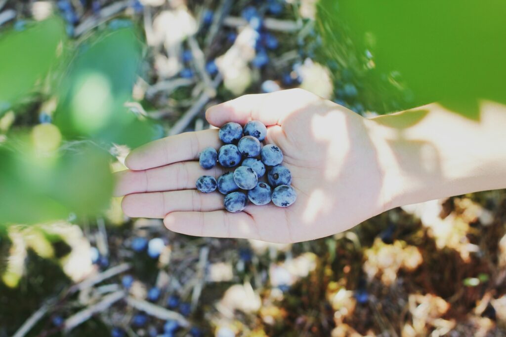 Global blueberry realignment: From rapid expansion to quality-driven market