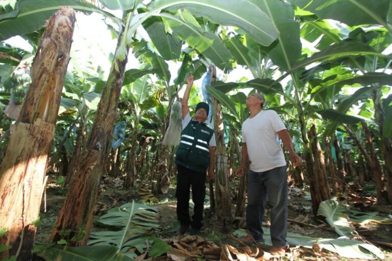 Organic Peruvian banana trees