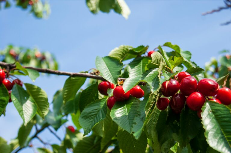 US cherry production