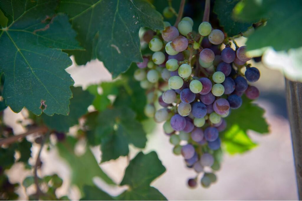 Researchers are sending grape seeds to space to study the genetic effects of solar radiation on plants