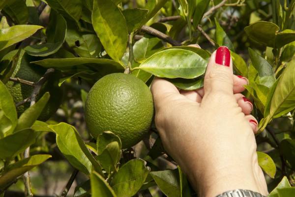 non hlb-resistant citrus  