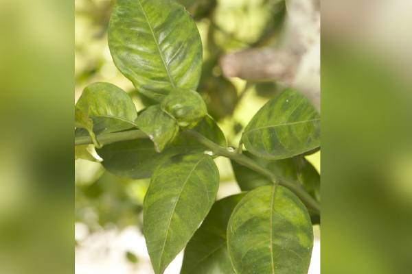 Greening disease