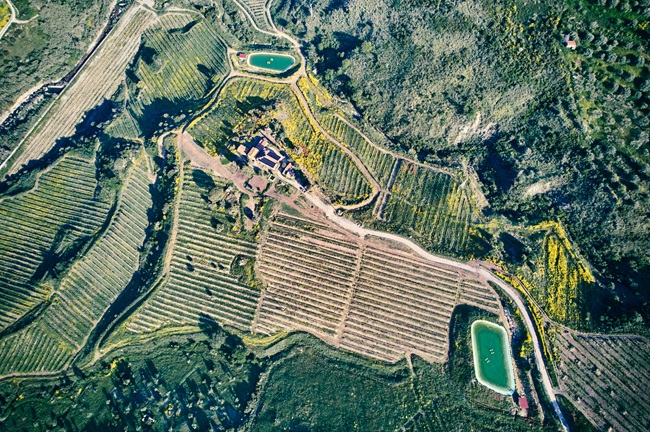 Italy’s avocado