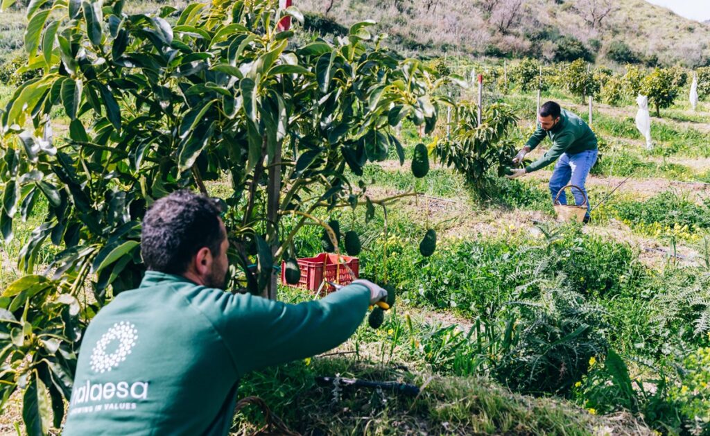 Italy’s avocado appetite grows as Sicilian production expands