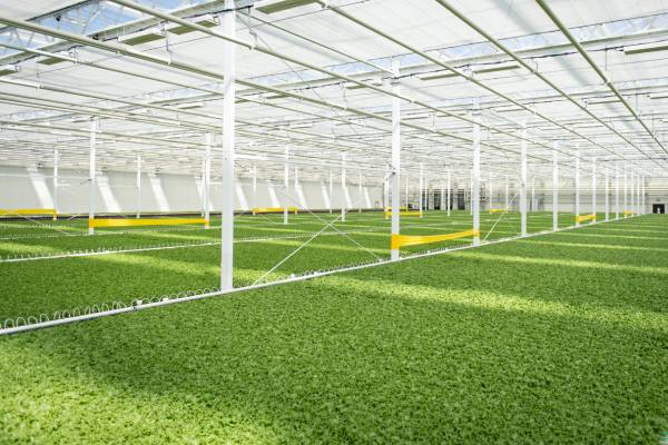 Haven Greens greenhouse