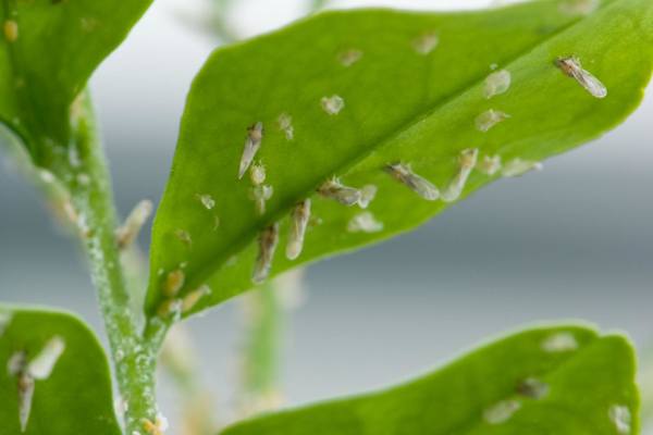 Asian citrus psyllid infesting non hlb-resistant citrus