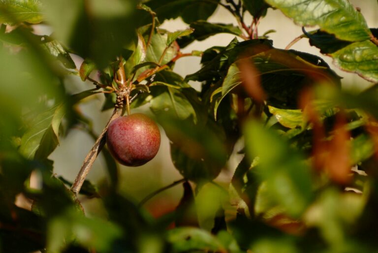 South African stone fruit