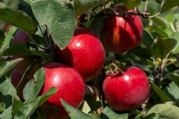 JOLI apples