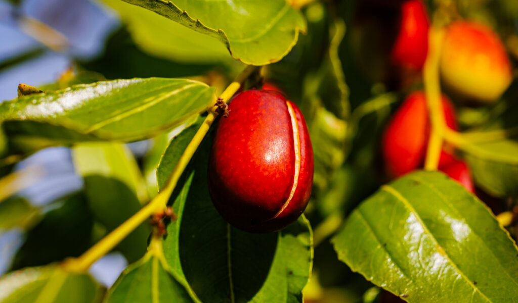 Jujube: The “Chinese date” seeking to conquer new markets