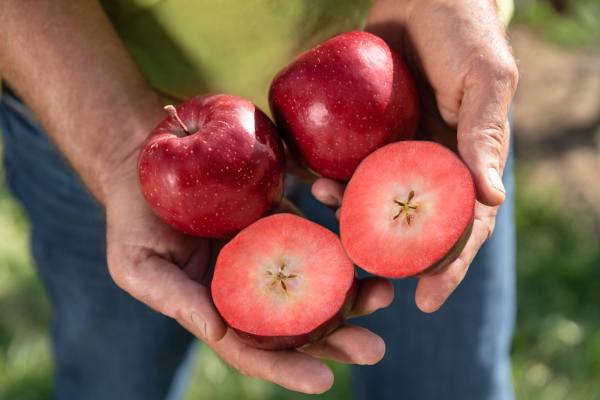 Kissabel apple
