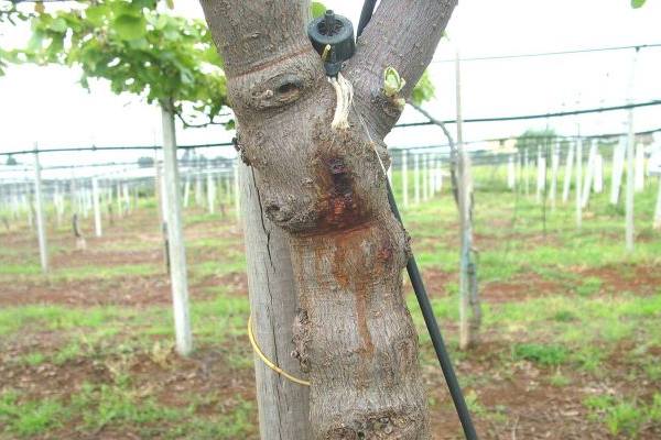Kiwifruit bacterial canker