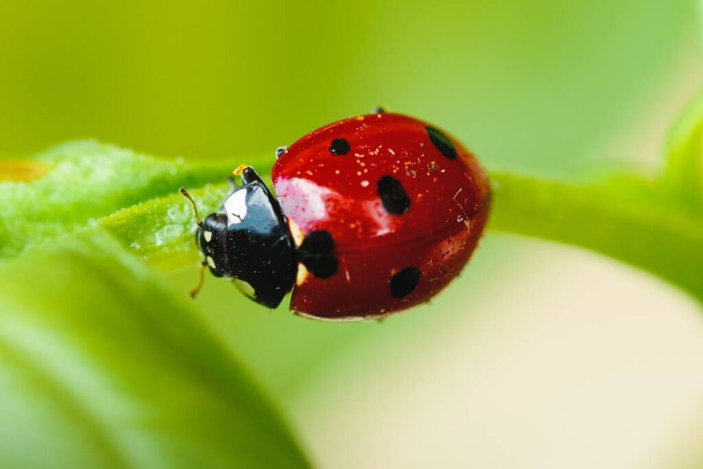 USDA to harness lady beetles' pest control capabilities in Hawaii