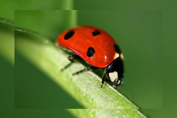 Lady beetle