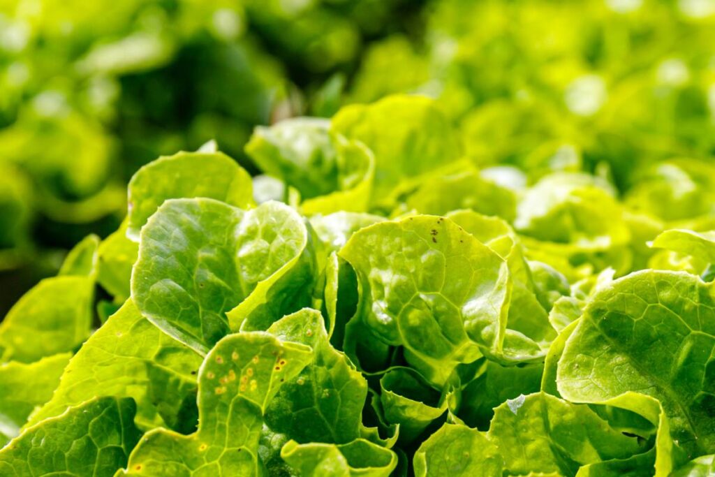 Aphid outbreak in the UK threatens industry with over $13 million in losses
