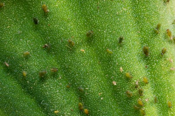Lettuce aphid