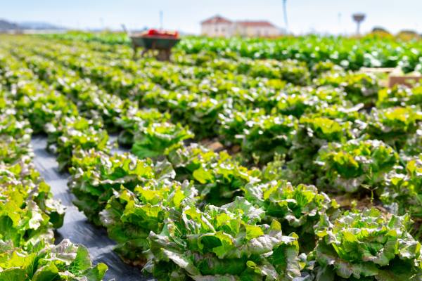lettuce field