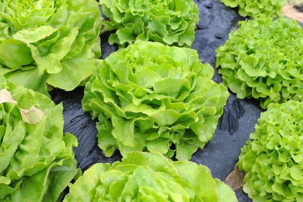 lettuce
