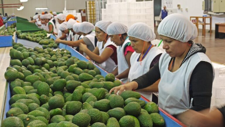 Peru’s Hass avocado sorting