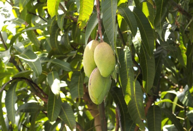 Philippine Carabao mango