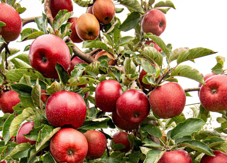 South African pome fruit