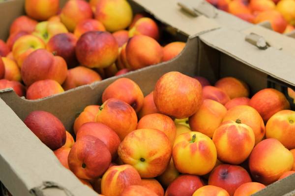 potentially Australian nectarines