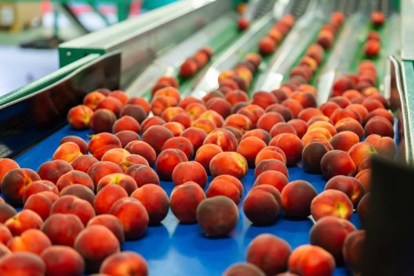 Potentially Australian nectarines 