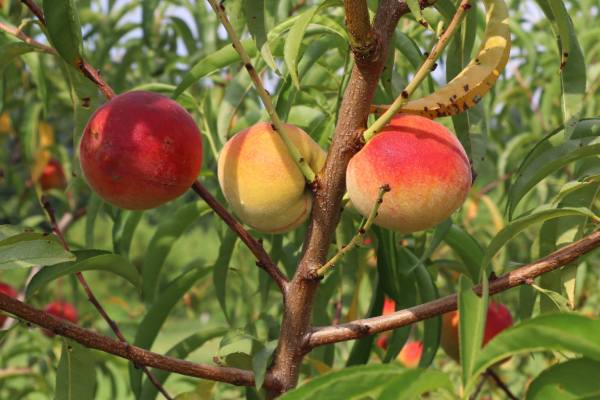 Palisade peaches from Colorado