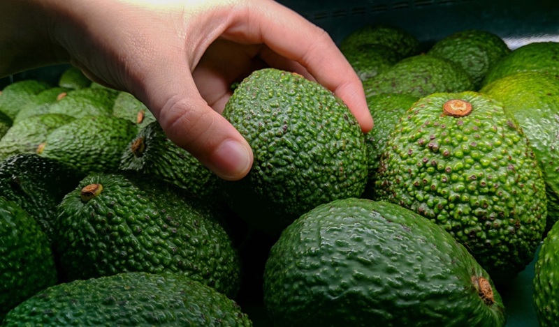 Peru’s Hass avocado exports set to slip as markets shift