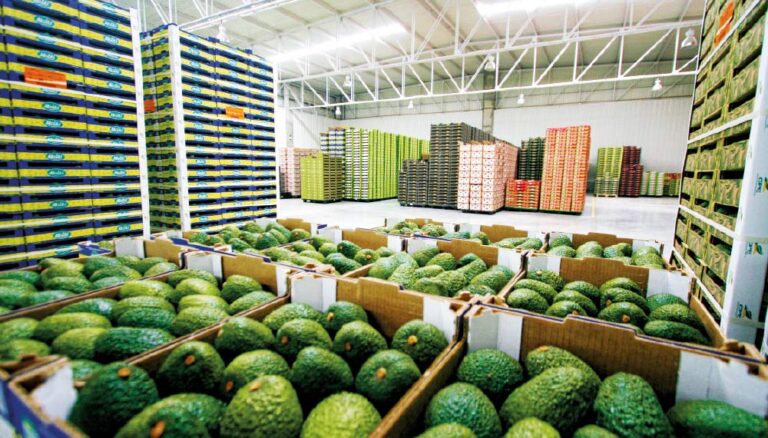 Peru’s Hass avocado packing